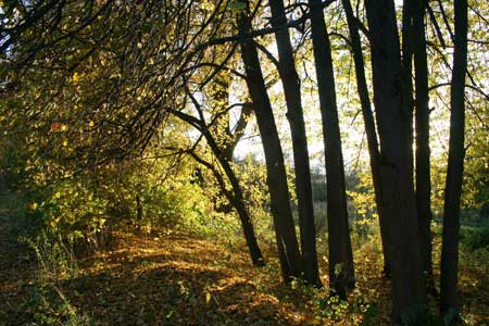 Изредка, в грозу, прорвется лихость…